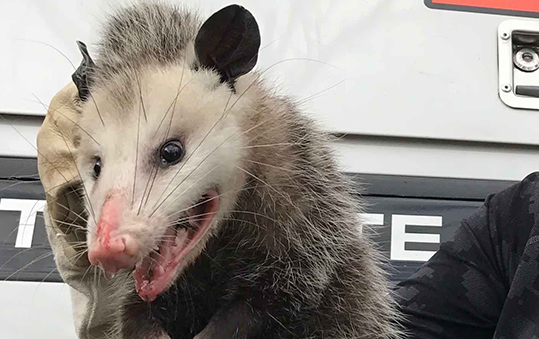 Opossum-Removal