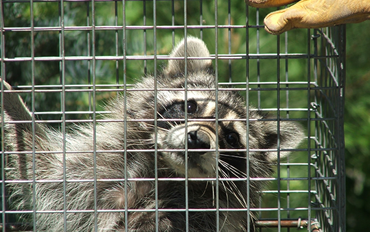Raccoon-Removal