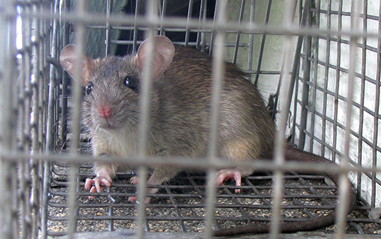 San Fernando Valley Rat Trapper